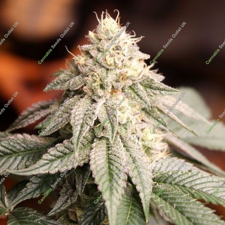Sunset Bride Feminized Marijuana Strain by Humboldt Seed Organisation For Sale Online at Cannabis Seeds Outlet