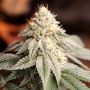 Sunset Bride Feminized Marijuana Strain by Humboldt Seed Organisation For Sale Online at Cannabis Seeds Outlet