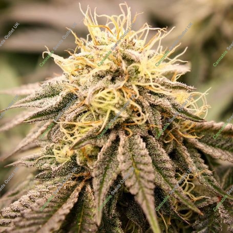 SunDogZ Feminized Marijuana Strain by Humboldt Seed Organisation For Sale Online at Cannabis Seeds Outlet