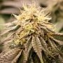 SunDogZ Feminized Marijuana Strain by Humboldt Seed Organisation For Sale Online at Cannabis Seeds Outlet