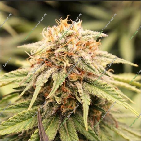 PriZmatic Feminized Marijuana Strain by Humboldt Seed Organisation For Sale Online at Cannabis Seeds Outlet