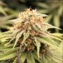 PriZmatic Feminized Marijuana Strain by Humboldt Seed Organisation For Sale Online at Cannabis Seeds Outlet