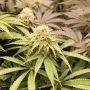 Humboldt Seed Organisation PriZmatic Smoke Buds Weed Ganja Skunk Dope Pot Images Pics Nuggets