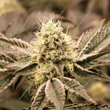 Mouth Wash Feminized Marijuana Strain by Humboldt Seed Organisation For Sale Online at Cannabis Seeds Outlet