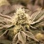 Mouth Wash Feminized Marijuana Strain by Humboldt Seed Organisation For Sale Online at Cannabis Seeds Outlet