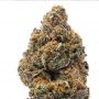 Humboldt Seed Organisation Mouth Wash Smoke Buds Weed Ganja Skunk Dope Pot Images Pics Nuggets