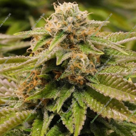 Gorilla Breath Feminized Marijuana Strain by Humboldt Seed Organisation For Sale Online at Cannabis Seeds Outlet