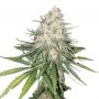 Incredible Bulk Feminized Marijuana Strain by Our Own Weed Breeders For Sale Online at Cannabis Seeds Outlet