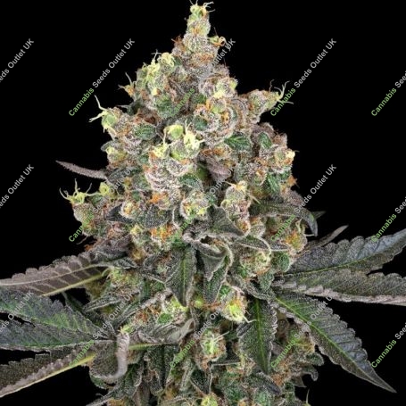 Sweet Berry Breeze Feminized Marijuana Strain by White Label For Sale Online at Cannabis Seeds Outlet