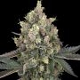 Sweet Berry Breeze Feminized Marijuana Strain by White Label For Sale Online at Cannabis Seeds Outlet