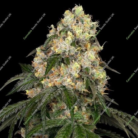 White Biscotti OG XXL Feminized Marijuana Strain by White Label For Sale Online at Cannabis Seeds Outlet