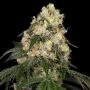 White Biscotti OG XXL Feminized Marijuana Strain by White Label For Sale Online at Cannabis Seeds Outlet