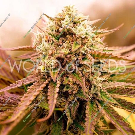 Appalachian Kush Feminized Marijuana Strain by World of Seeds For Sale Online at Cannabis Seeds Outlet