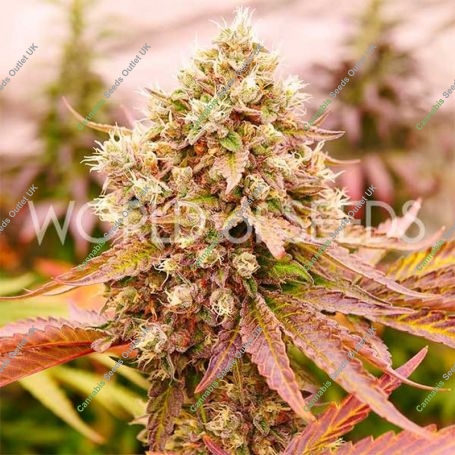 Burger Kush Feminized Marijuana Strain by World of Seeds For Sale Online at Cannabis Seeds Outlet