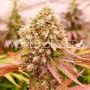 Burger Kush Feminized Marijuana Strain by World of Seeds For Sale Online at Cannabis Seeds Outlet