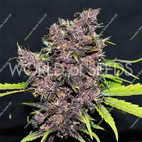 Purple Afghan Kush Auto Feminized Marijuana Strain by World of Seeds For Sale Online at Cannabis Seeds Outlet