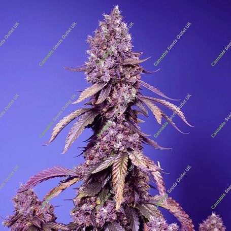 Black Muffin F1 Fast V Feminized Marijuana Strain by Sweet Seeds For Sale Online at Cannabis Seeds Outlet
