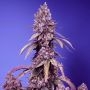 Black Muffin F1 Fast V Feminized Marijuana Strain by Sweet Seeds For Sale Online at Cannabis Seeds Outlet