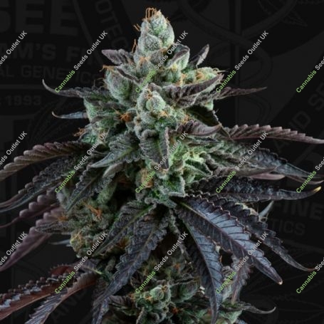 French Macaron Auto Feminized Marijuana Strain by TH Seeds For Sale Online at Cannabis Seeds Outlet