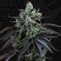 French Macaron Auto Feminized Marijuana Strain by TH Seeds For Sale Online at Cannabis Seeds Outlet