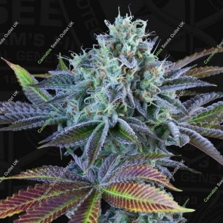 French Cookies Auto Feminized Marijuana Strain by TH Seeds For Sale Online at Cannabis Seeds Outlet