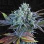 French Cookies Auto Feminized Marijuana Strain by TH Seeds For Sale Online at Cannabis Seeds Outlet