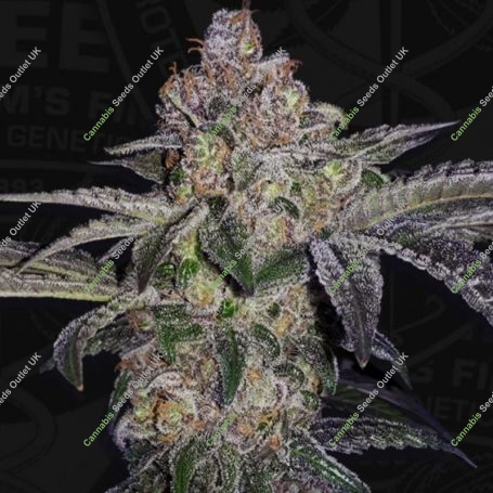Pure Runtzy Feminized Marijuana Strain by TH Seeds For Sale Online at Cannabis Seeds Outlet