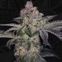 Pure Runtzy Feminized Marijuana Strain by TH Seeds For Sale Online at Cannabis Seeds Outlet