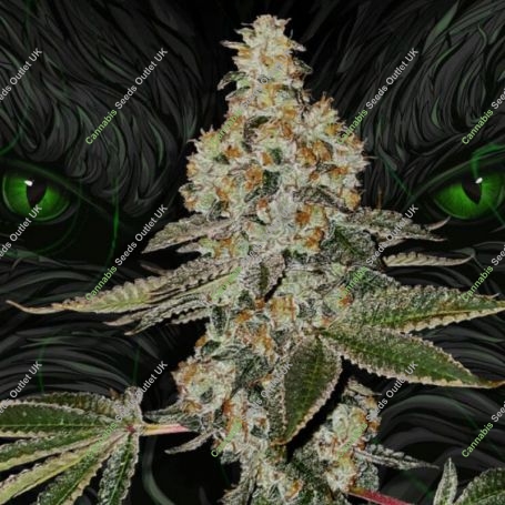 Beasty Feminized Marijuana Strain by TH Seeds For Sale Online at Cannabis Seeds Outlet