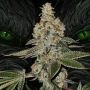 Beasty Feminized Marijuana Strain by TH Seeds For Sale Online at Cannabis Seeds Outlet