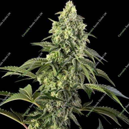 Cosmic Kiss Feminized Marijuana Strain by Sensi Seed Bank For Sale Online at Cannabis Seeds Outlet