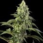 Cosmic Kiss Feminized Marijuana Strain by Sensi Seed Bank For Sale Online at Cannabis Seeds Outlet