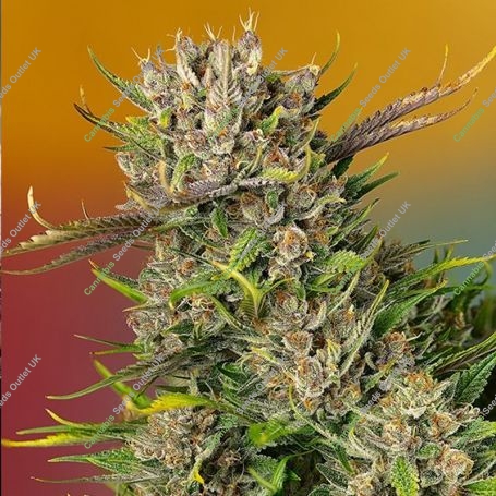 Papaya Zoap Auto Feminized Marijuana Strain by Sweet Seeds For Sale Online at Cannabis Seeds Outlet