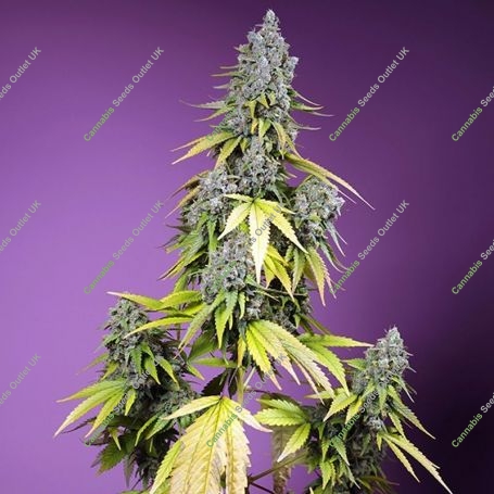 Jet Fuel Mandarine XL Auto Feminized Marijuana Strain by Sweet Seeds For Sale Online at Cannabis Seeds Outlet