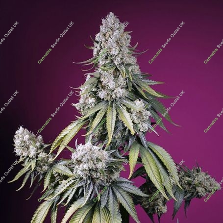 Jealousy Z XL Auto Feminized Marijuana Strain by Sweet Seeds For Sale Online at Cannabis Seeds Outlet