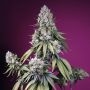 Jealousy Z XL Auto Feminized Marijuana Strain by Sweet Seeds For Sale Online at Cannabis Seeds Outlet