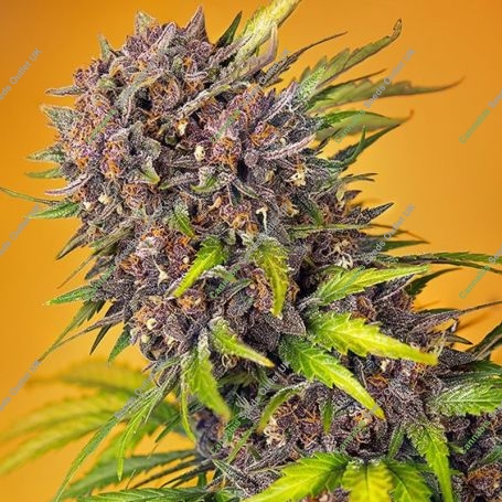 Diablo Rojo XL Auto Feminized Marijuana Strain by Sweet Seeds For Sale Online at Cannabis Seeds Outlet