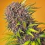 Diablo Rojo XL Auto Feminized Marijuana Strain by Sweet Seeds For Sale Online at Cannabis Seeds Outlet