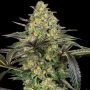 Grapevine Candy Feminized Marijuana Strain by Sensi Seed Bank For Sale Online at Cannabis Seeds Outlet