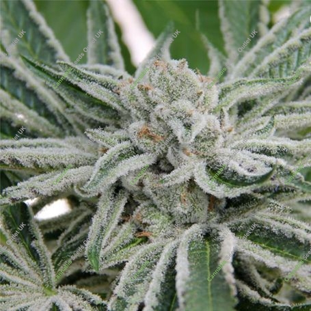 Papaya Razzlez Feminized Marijuana Strain by Seedism For Sale Online at Cannabis Seeds Outlet