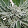 Papaya Razzlez Feminized Marijuana Strain by Seedism For Sale Online at Cannabis Seeds Outlet