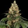 Chocolate Rainbow XXL Feminized Marijuana Strain by Sensi Seed Bank For Sale Online at Cannabis Seeds Outlet