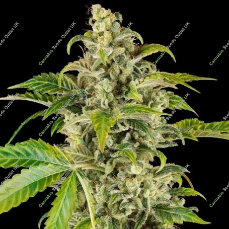 Sweet Sour Cream Auto Feminized Marijuana Strain by Sensi Seed Bank For Sale Online at Cannabis Seeds Outlet
