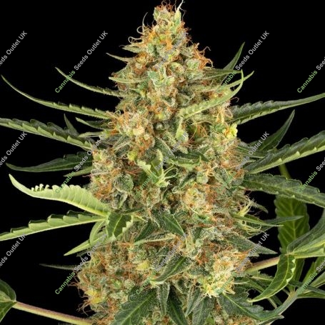 Blueberry Bubblegum Auto Feminized Marijuana Strain by Sensi Seed Bank For Sale Online at Cannabis Seeds Outlet