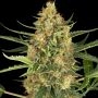 Blueberry Bubblegum Auto Feminized Marijuana Strain by Sensi Seed Bank For Sale Online at Cannabis Seeds Outlet
