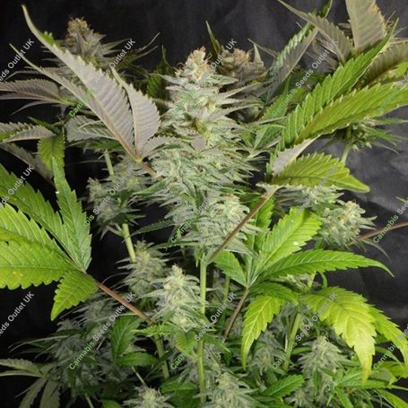 Sweet Lemon Razzlez Feminized Marijuana Strain by Seedism For Sale Online at Cannabis Seeds Outlet