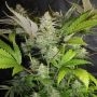Sweet Lemon Razzlez Feminized Marijuana Strain by Seedism For Sale Online at Cannabis Seeds Outlet