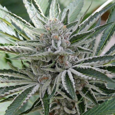 Sour Candy Razzlez Feminized Marijuana Strain by Seedism For Sale Online at Cannabis Seeds Outlet