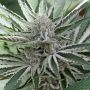 Sour Candy Razzlez Feminized Marijuana Strain by Seedism For Sale Online at Cannabis Seeds Outlet