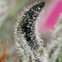 Seedism Sour Candy Razzlez Smoke Buds Weed Ganja Skunk Dope Pot Images Pics Nuggets